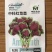 中科红苋菜菜种子