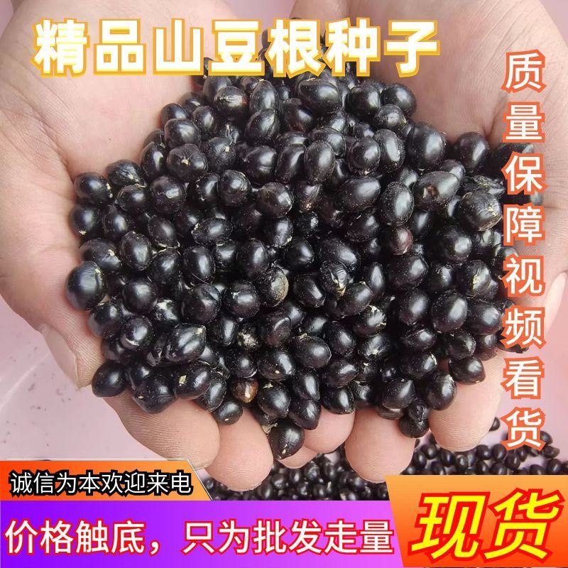 优质云南山豆根种子广豆根种子提供种植技术成品回收