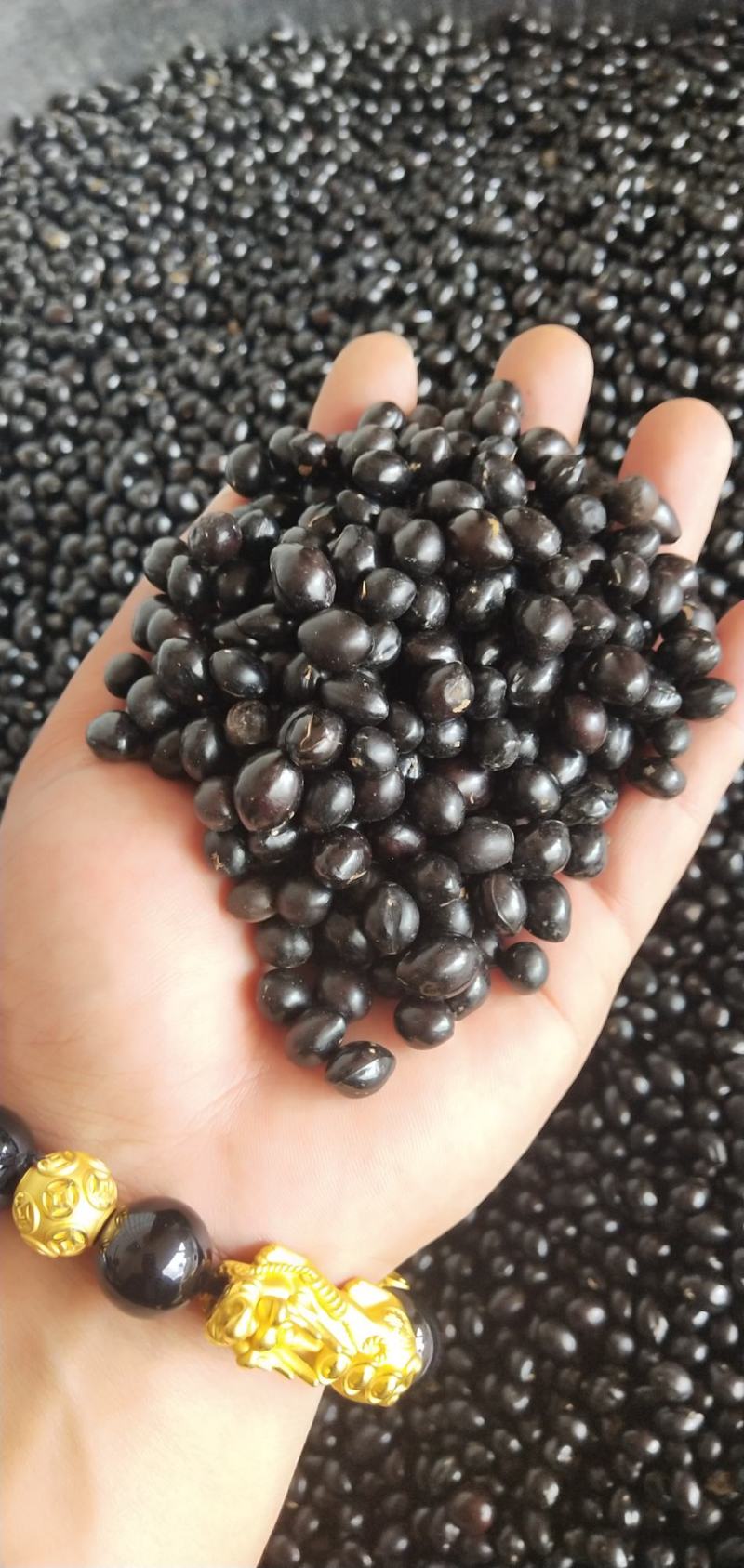优质云南山豆根种子广豆根种子提供种植技术成品回收