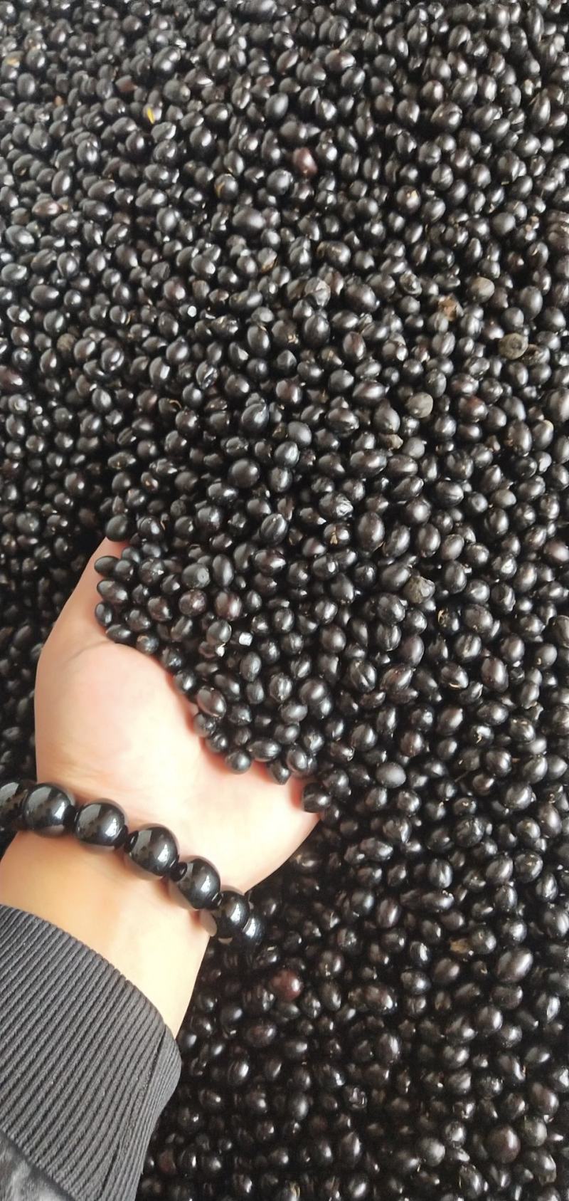 优质云南山豆根种子广豆根种子提供种植技术成品回收