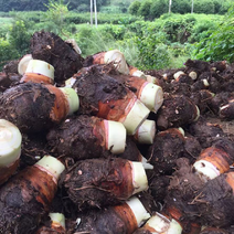 广西芋头万亩基地大量供应香芋槟榔芋荔浦芋一手货源