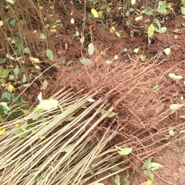 精选樱桃苗毛樱桃山樱桃四川樱桃苗自家苗圃种植品质保证