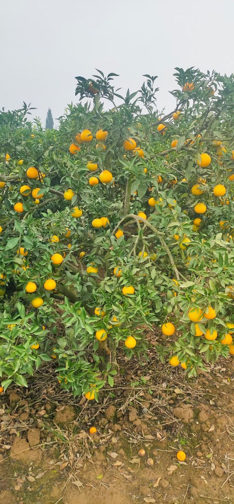 爱媛果冻橙