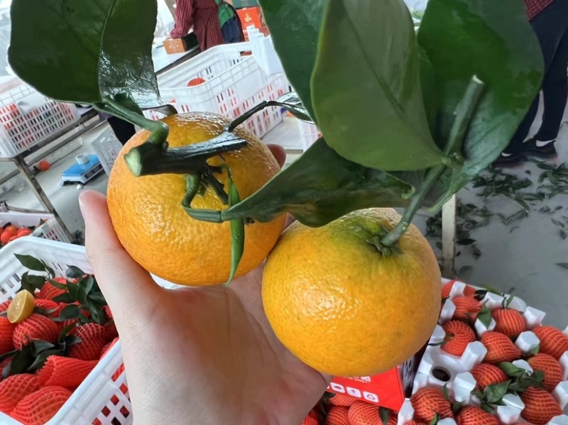 爱媛果冻橙