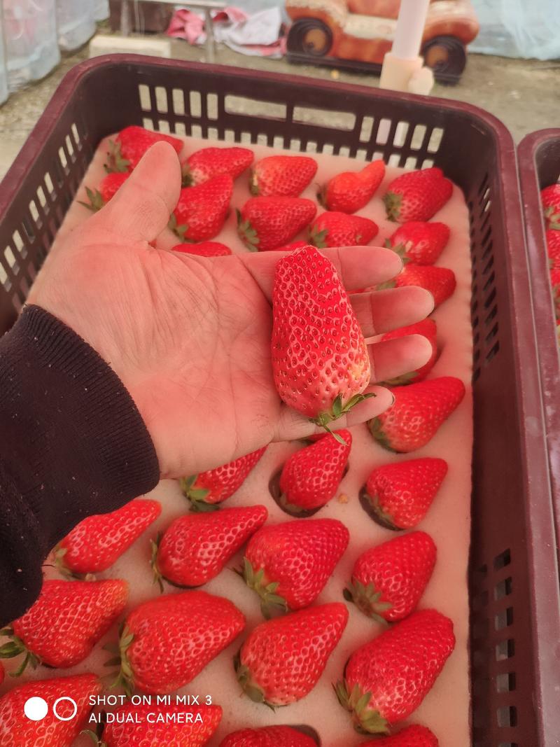 红颜草莓