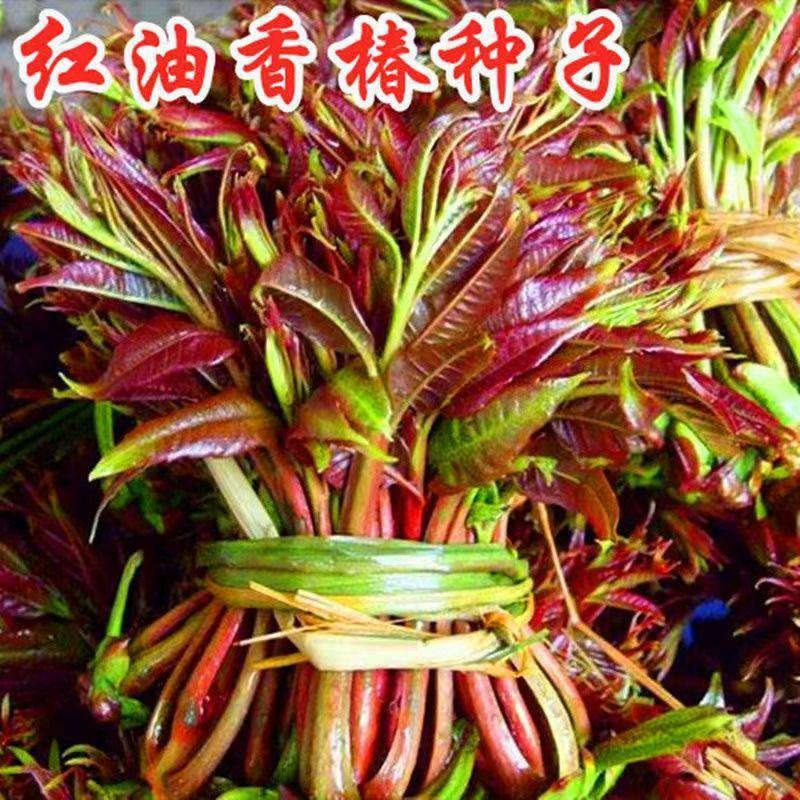 香椿种子四季红油香椿树苗芽苗菜香新种子出芽高