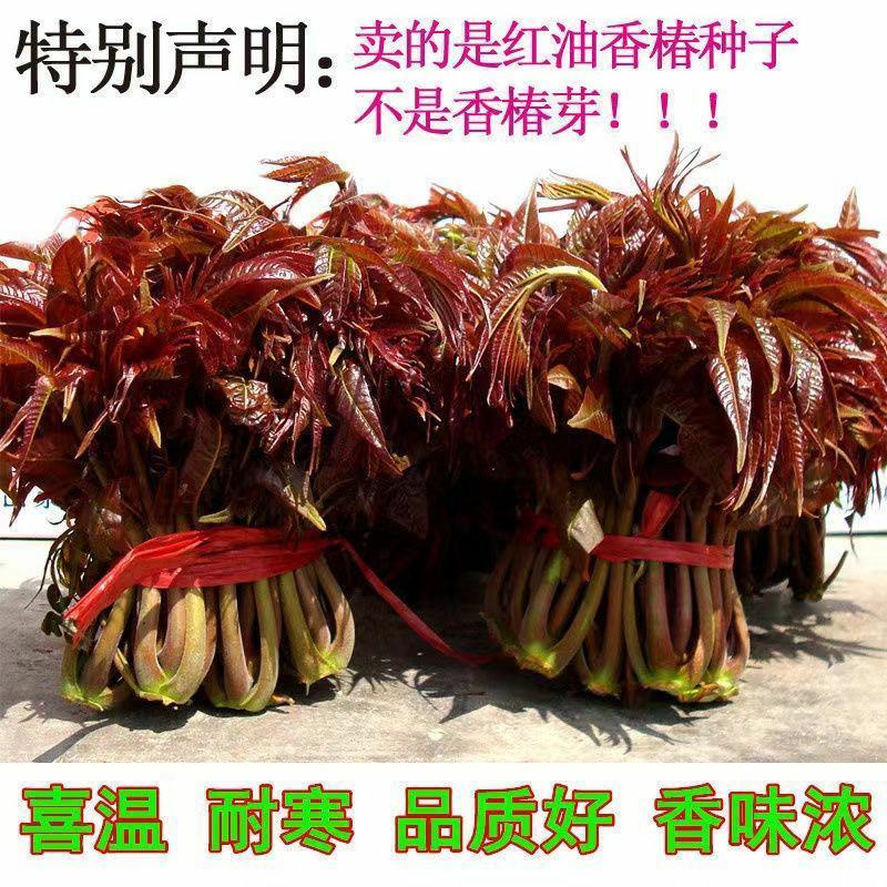 香椿种子四季红油香椿树苗芽苗菜香新种子出芽高