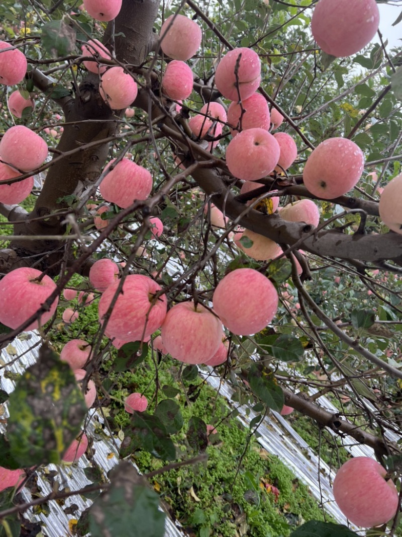 陕西红富士苹果大量上市，产地一手货源，对接电商，一件代发