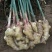 鲜姜批发鲜姜大量上市优质鲜姜对接电商-市场入窖