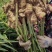 鲜姜批发鲜姜大量上市优质鲜姜对接电商-市场入窖