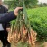 鲜姜批发鲜姜大量上市优质鲜姜对接电商-市场入窖
