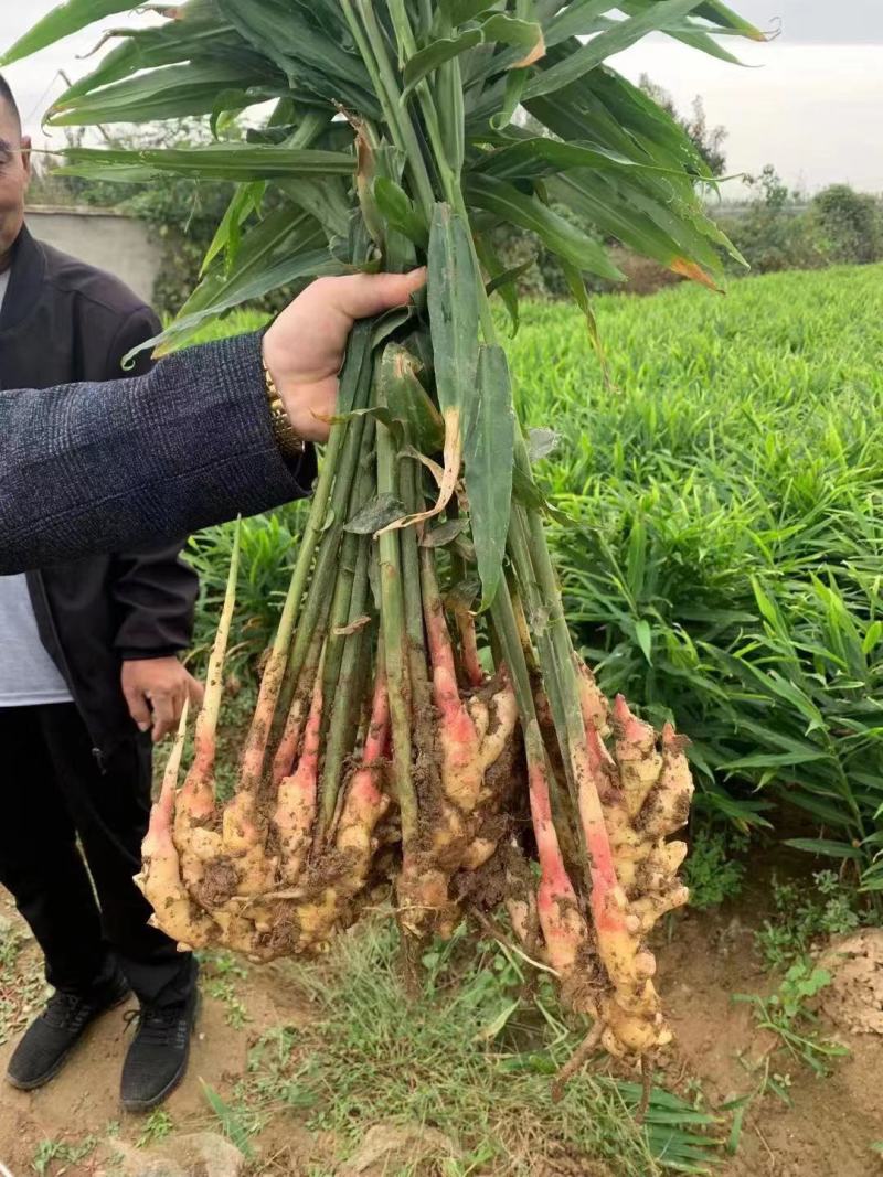 鲜姜批发鲜姜大量上市优质鲜姜对接电商-市场入窖