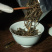 古树纯料普洱生茶70g罐装300年以上古树茶