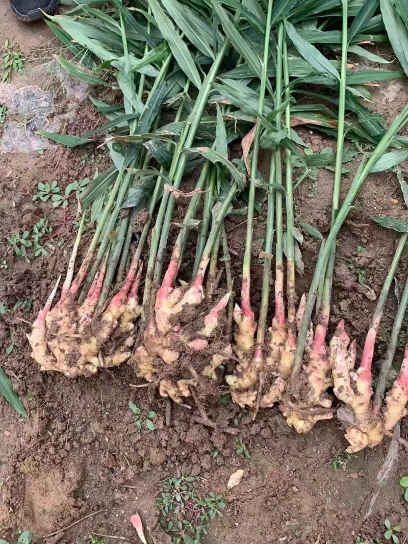 鲜姜批发鲜姜大量上市优质鲜姜对接电商-市场入窖