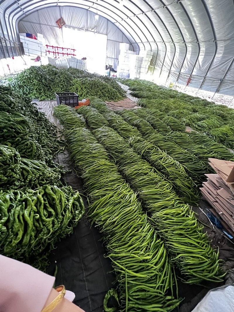 1山东鲜辣椒8号线椒当天采摘欢迎询价全国发货