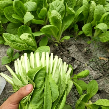 小白菜飘儿白大棚各种叶菜蔬菜可配送