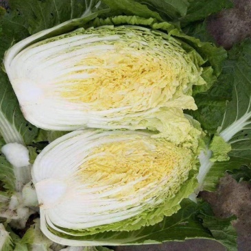大白菜
