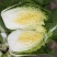 大白菜