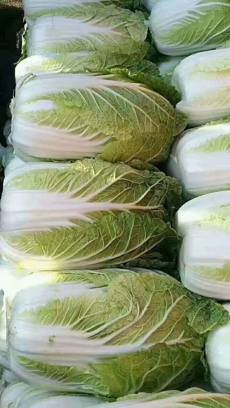 大白菜