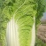 大白菜