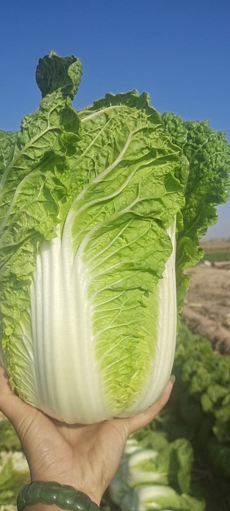 大白菜