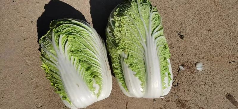 大白菜