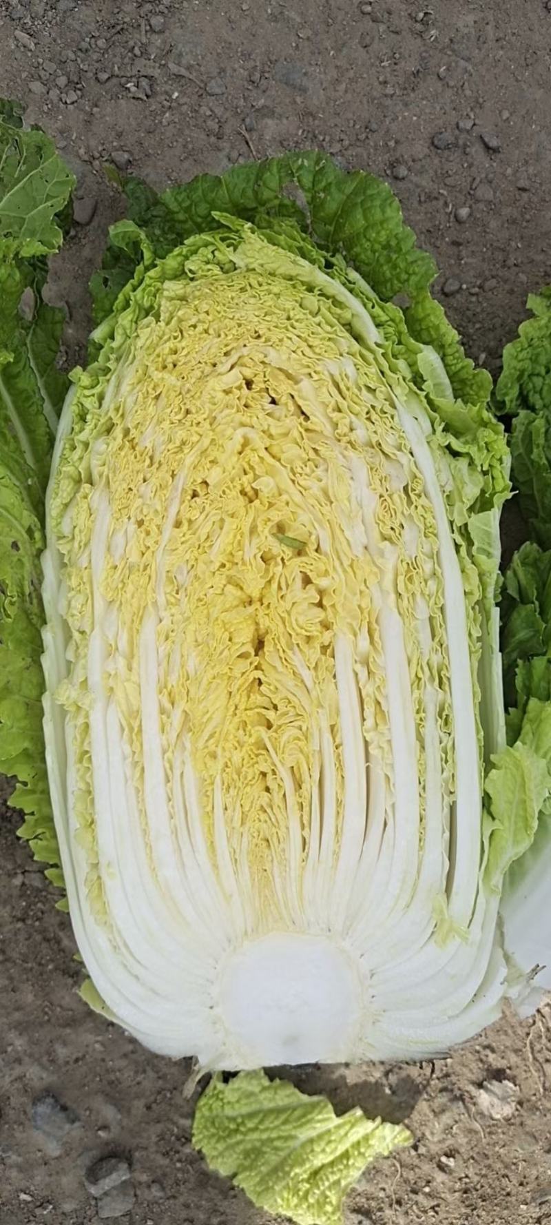 大白菜