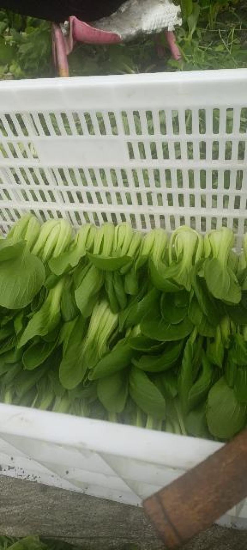 小白菜飘儿白大棚各种叶菜蔬菜可配送