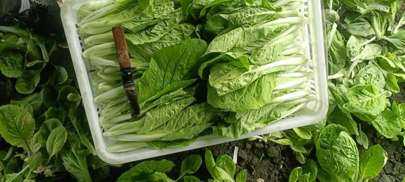 小白菜飘儿白大棚各种叶菜蔬菜可配送