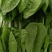小白菜飘儿白大棚各种叶菜蔬菜可配送