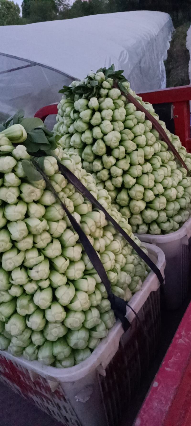 小白菜飘儿白大棚各种叶菜蔬菜可配送