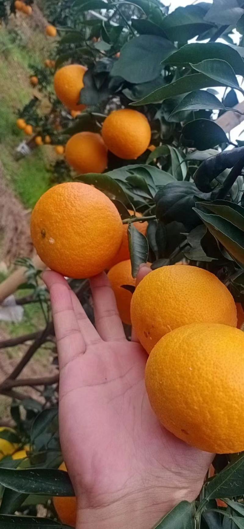 眉山爱媛果冻橙