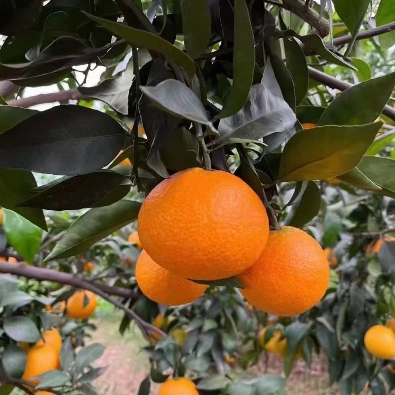 眉山爱媛果冻橙