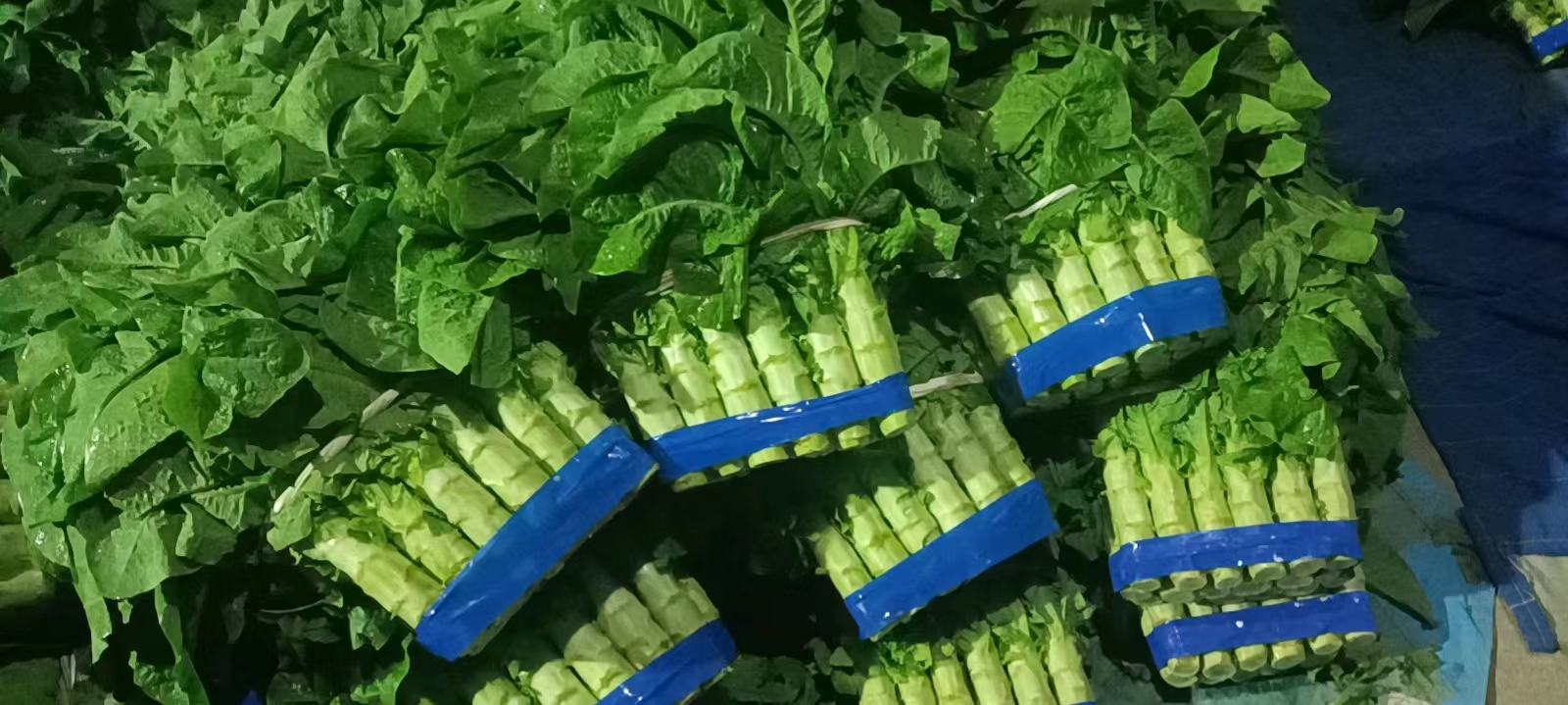 现代超市冷柜中并列摆放的青皮莴笋与紫皮莴苣商品化包装产品,左侧为透明PE膜包裹的青皮莴笋,标签注明‘本地有机’;右侧为真空锁鲜装紫皮莴苣,外贴‘高抗氧化’‘花青素来源’宣传标识,背景有都市消费者选购场景 超市货架上的青皮与紫皮莴苣陈列对比