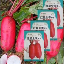 红星全季萝卜种子秋季播种红皮白肉水果萝卜种子籽蔬菜农户