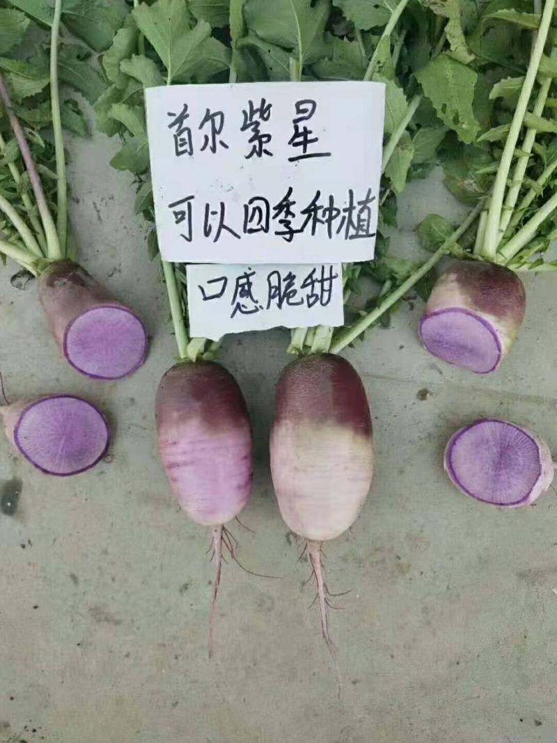 首尔紫星萝卜种子口感甜脆耐热耐寒无辣味紫色罗卜种籽四季