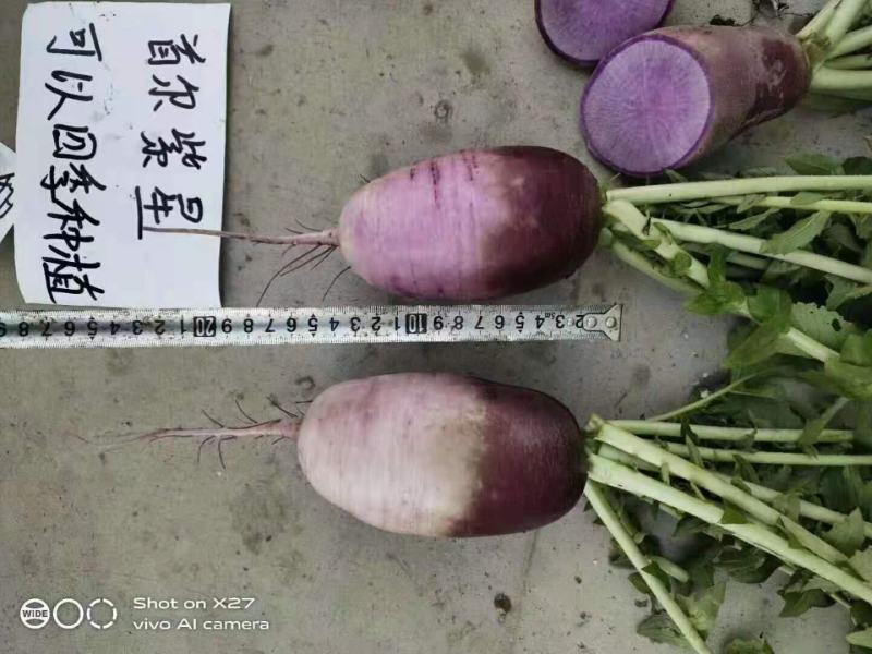 首尔紫星萝卜种子口感甜脆耐热耐寒无辣味紫色罗卜种籽四季
