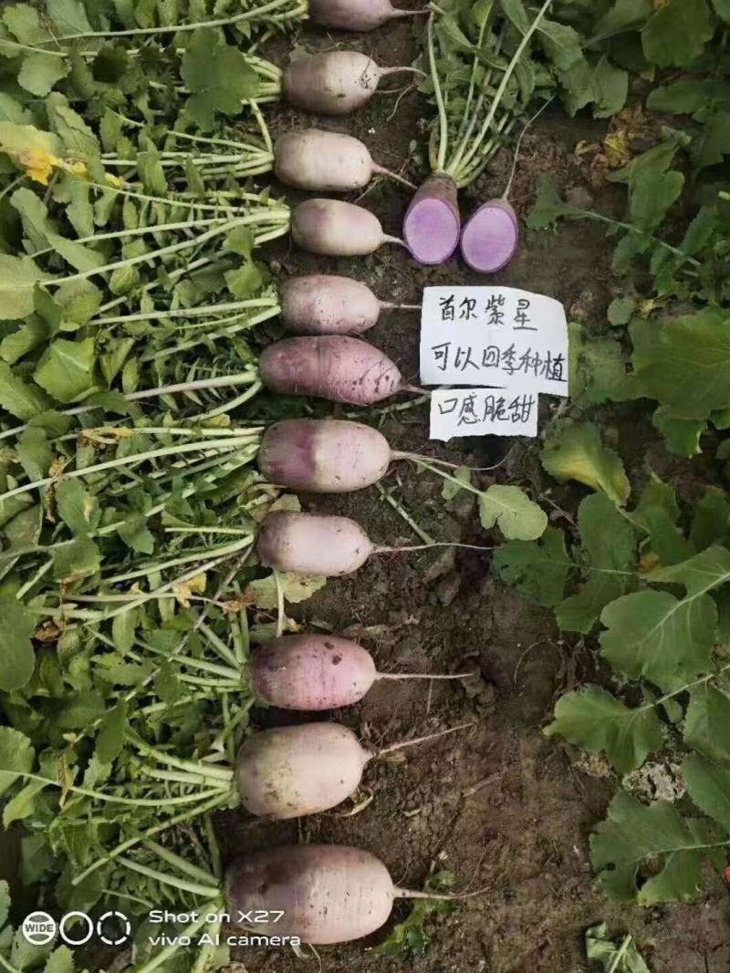 首尔紫星萝卜种子口感甜脆耐热耐寒无辣味紫色罗卜种籽四季