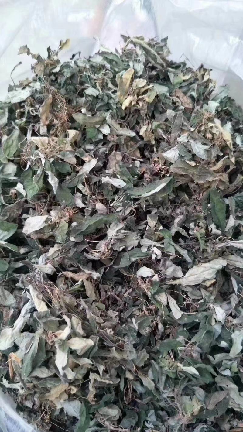 白背草