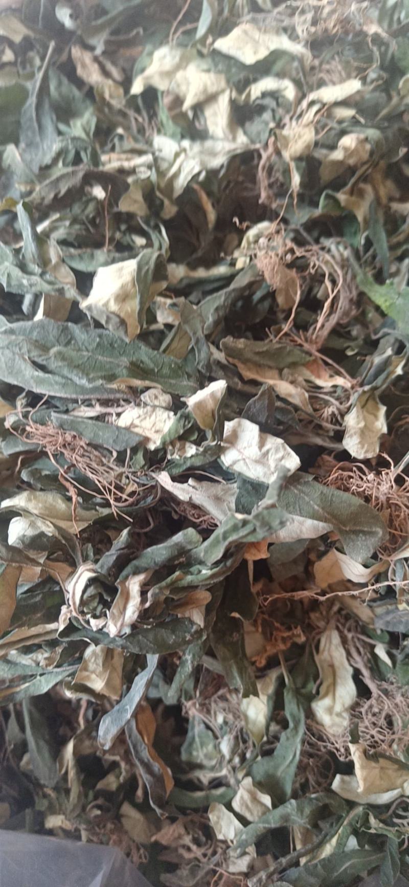 白背草