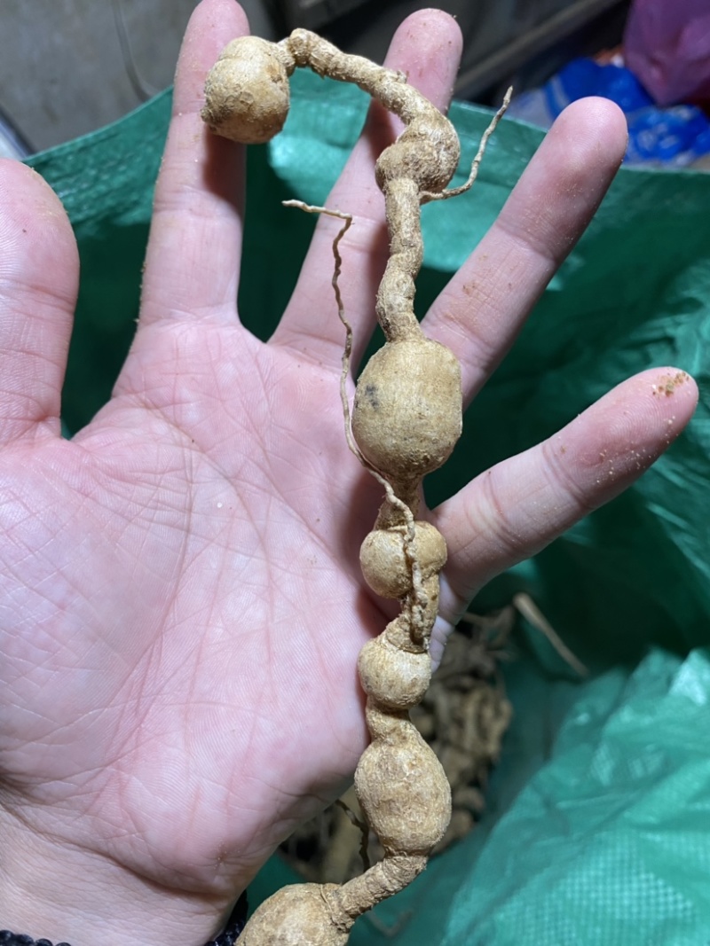深生野生巴戟天煲汤泡酒