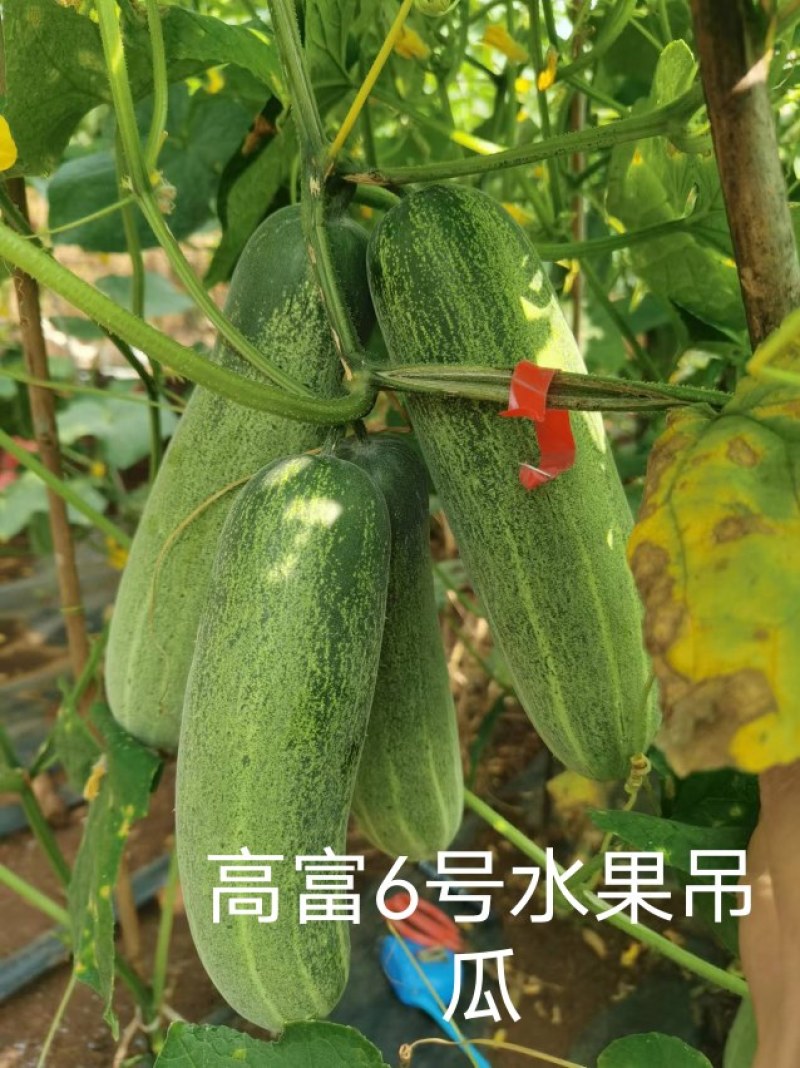 中早熟水果吊瓜耐热耐湿抗病强高产品质保证厂家发货