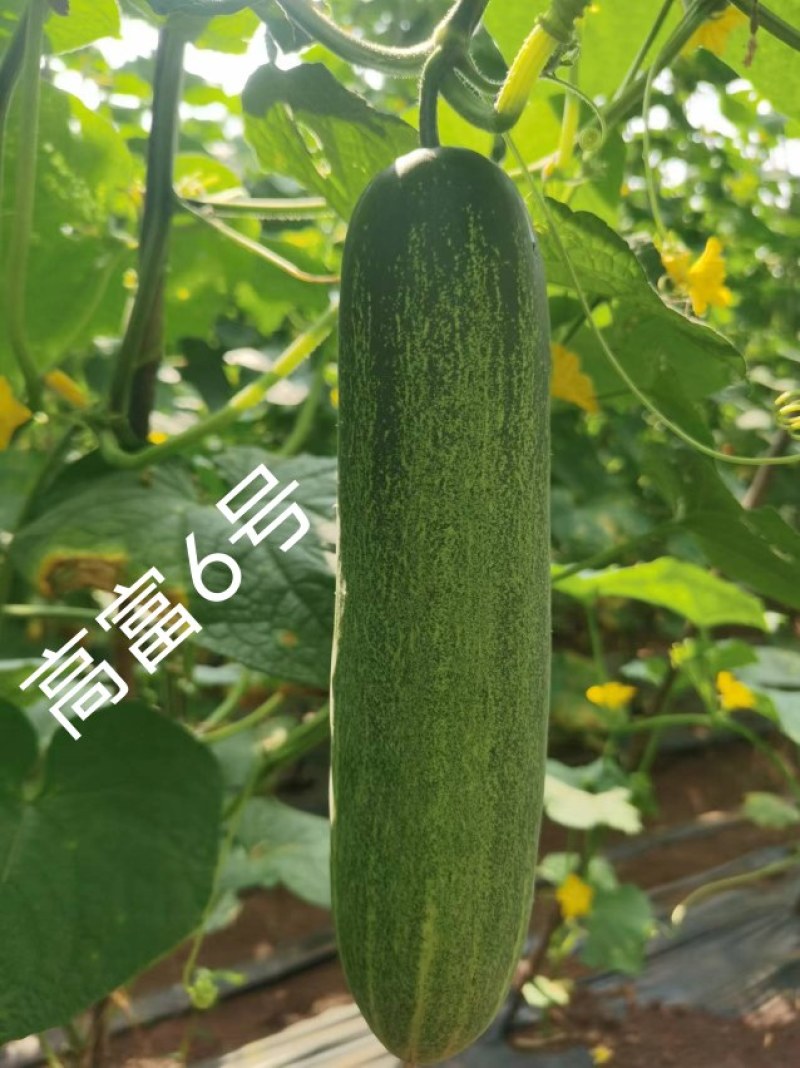 中早熟水果吊瓜耐热耐湿抗病强高产品质保证厂家发货