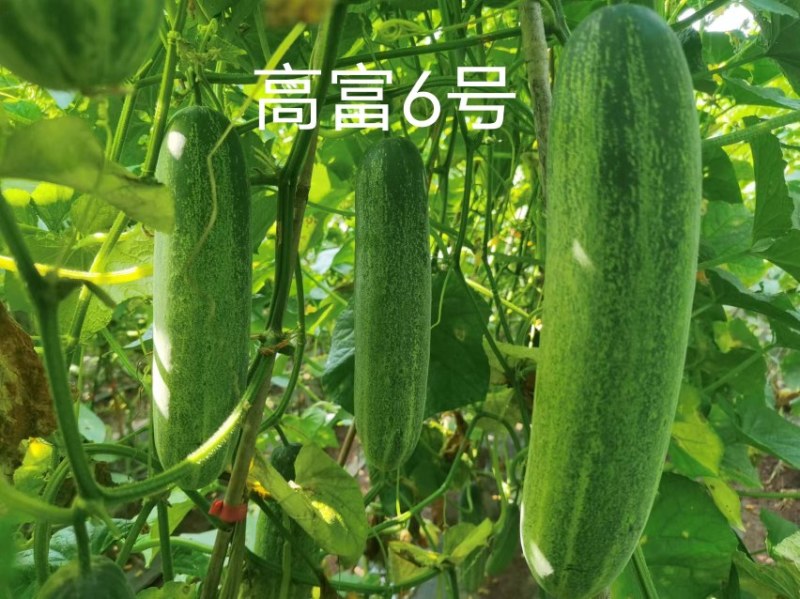 中早熟水果吊瓜耐热耐湿抗病强高产品质保证厂家发货