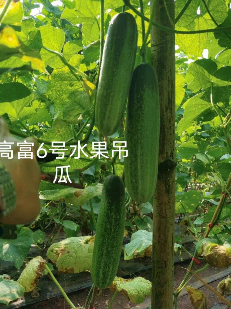 中早熟水果吊瓜耐热耐湿抗病强高产品质保证厂家发货