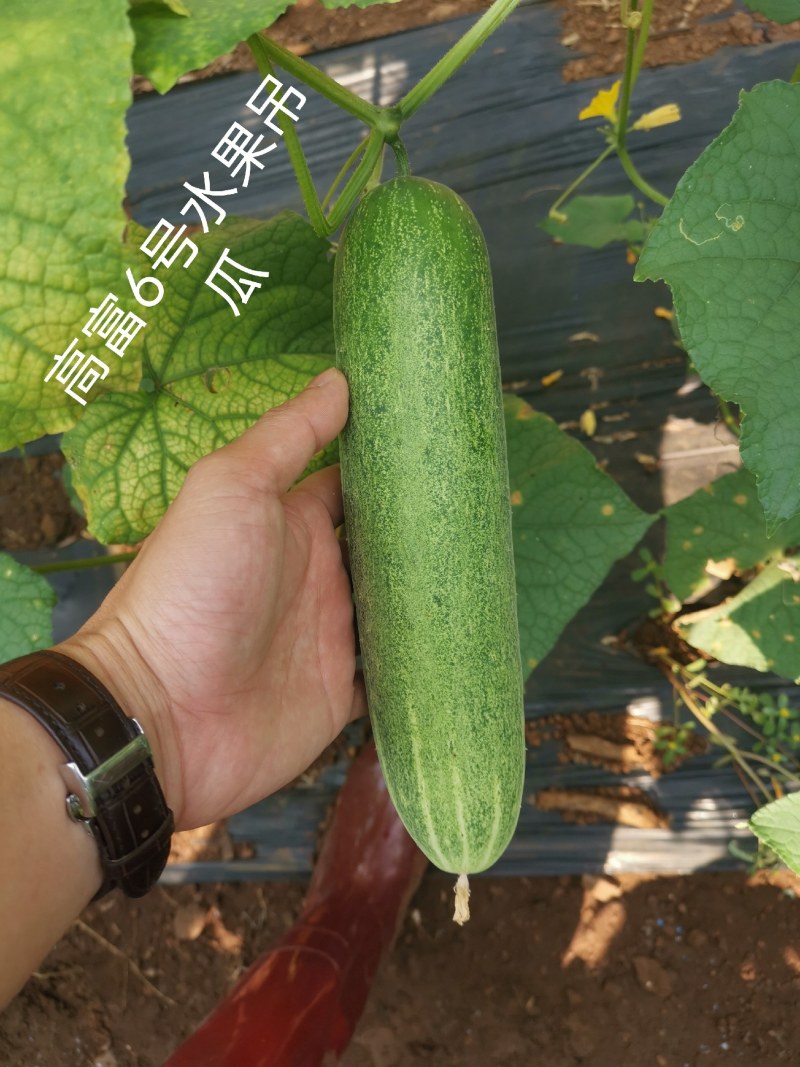 中早熟水果吊瓜耐热耐湿抗病强高产品质保证厂家发货