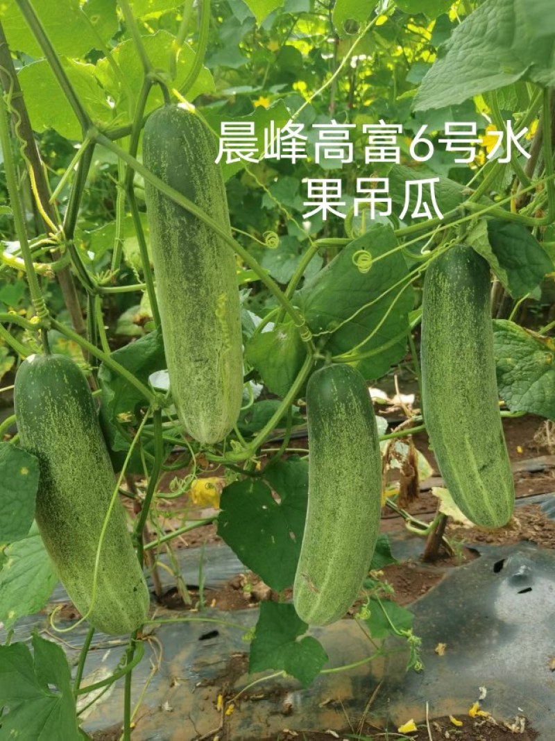 中早熟水果吊瓜耐热耐湿抗病强高产品质保证厂家发货
