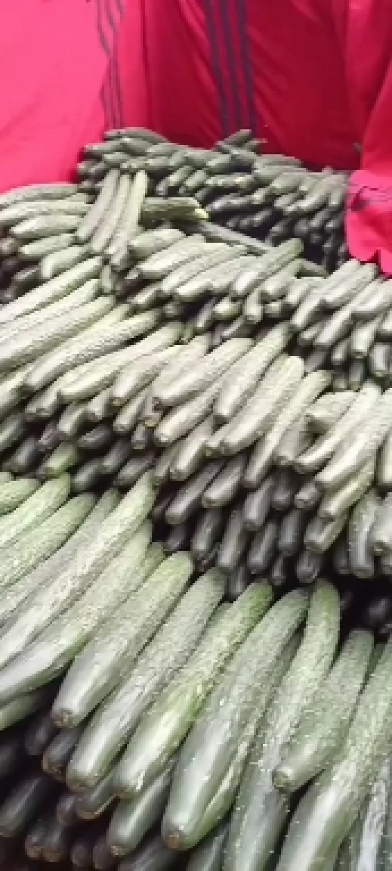 黄瓜，广东精选黄瓜上市中
