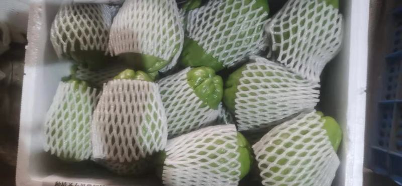 佛手瓜，广东徐闻精选佛手瓜货源足，电商市场商超欢迎选购！