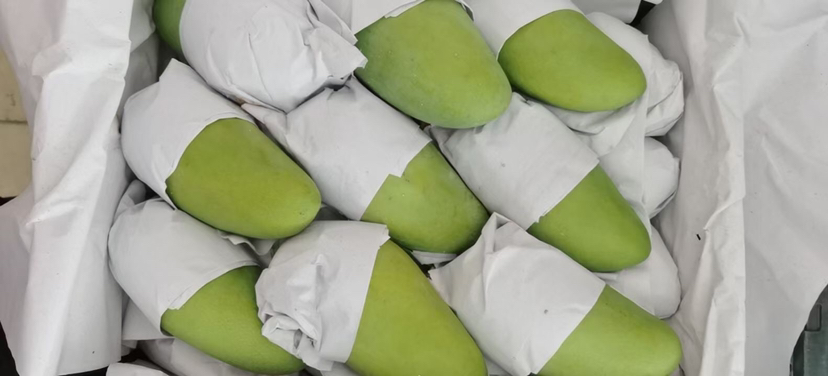 金煌芒与苹果一起捂熟示意图